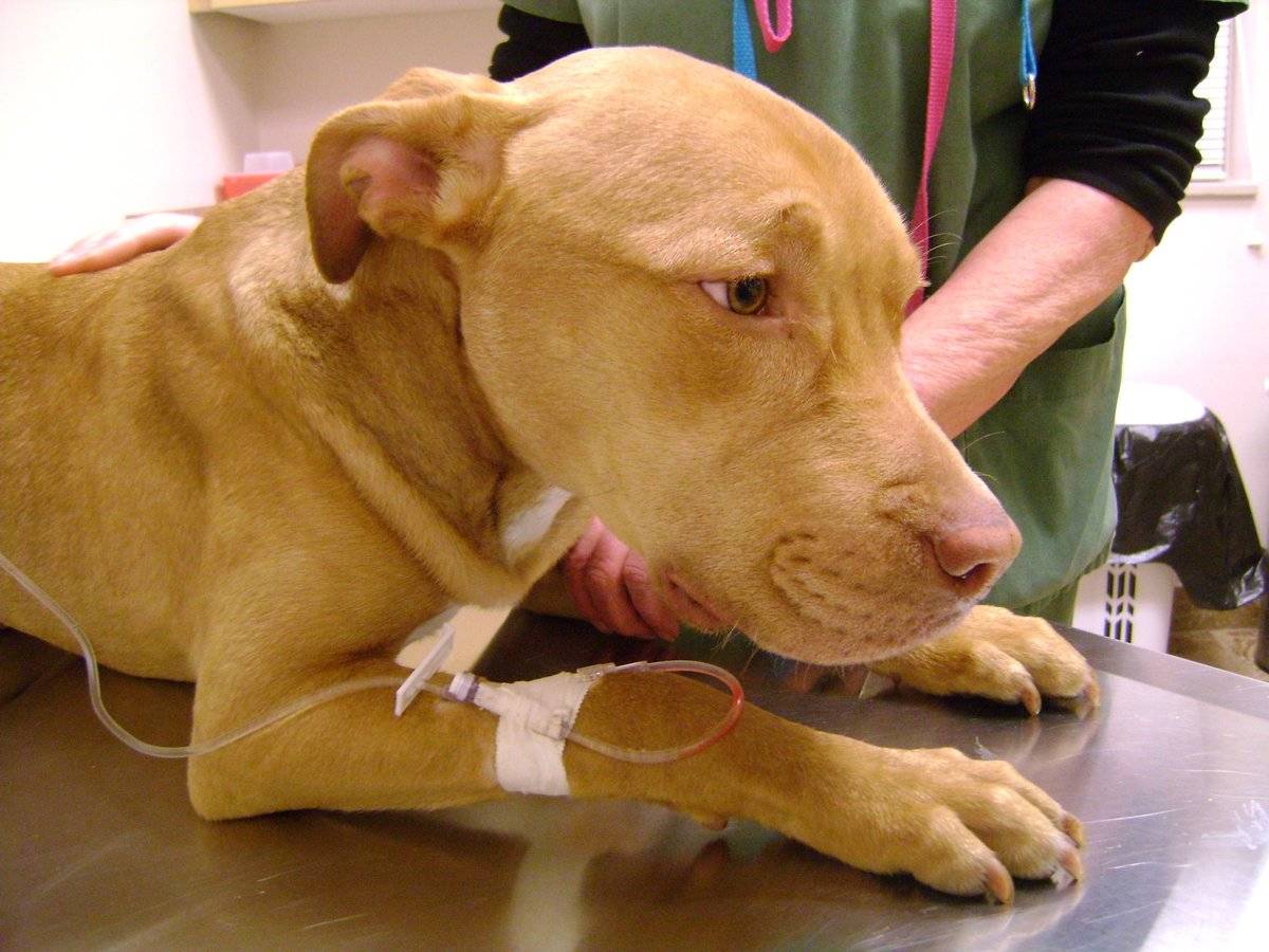 Энтериты корона- и ротавирусные — как лечить у собак