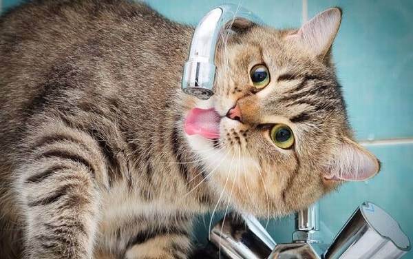 Кот пъёт только из под крана - запись пользователя natalja (id2241087) в сообществе домашние животные в категории помогите советом - babyblog.ru