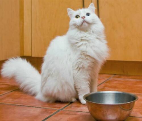 Как отучить кошку от сосательного рефлекса и почему коты любят сосать одеяло
