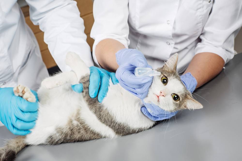 Что делать, если у кошки короновирусная инфекция?