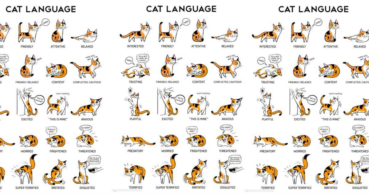 Что значат мур и мяу | как научиться понимать язык кошек
