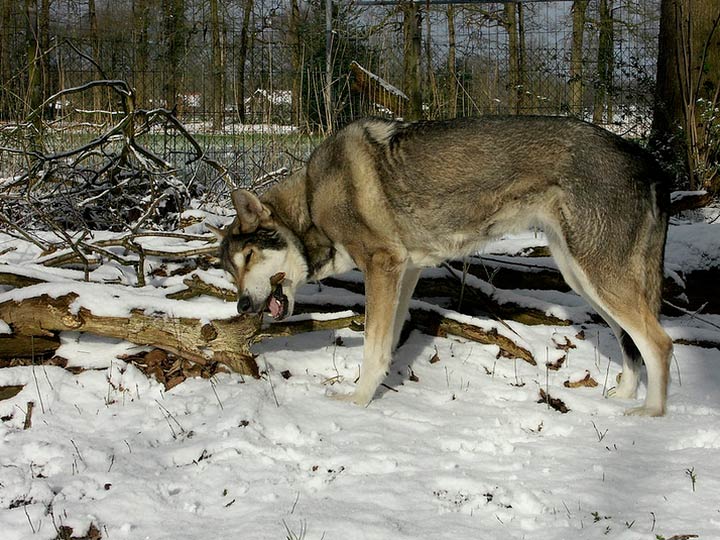 Волчья собака сарлоса – сочетание внешности и интеллекта волка и послушания овчарки |