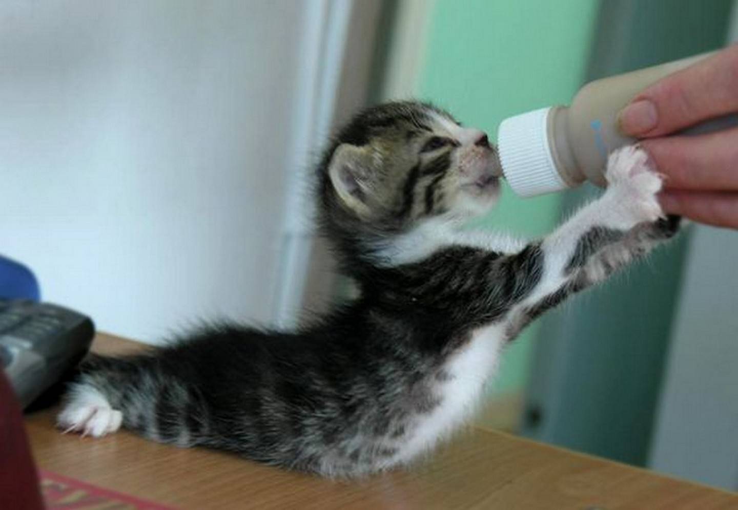 Со скольки кормят котят. Котенок пьет из бутылочки. Котенок пьет молоко. Кормиться маленькие котики. Котенок ест из бутылочки.