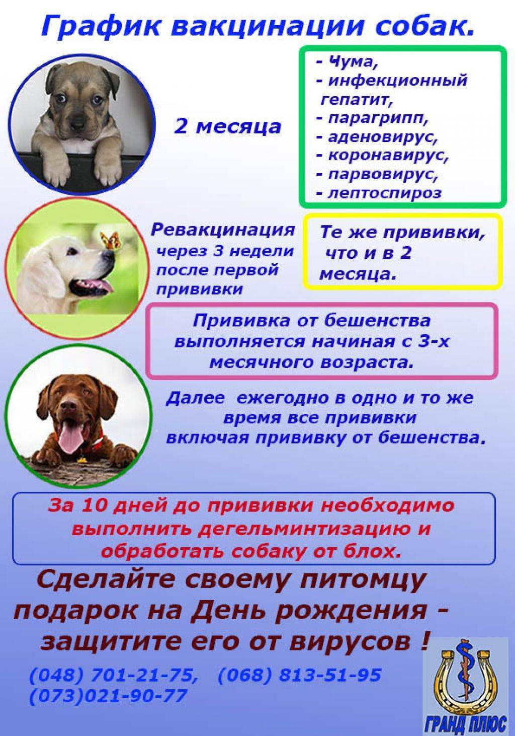 Глистогоним собаку перед прививкой: план-график, обзор препаратов