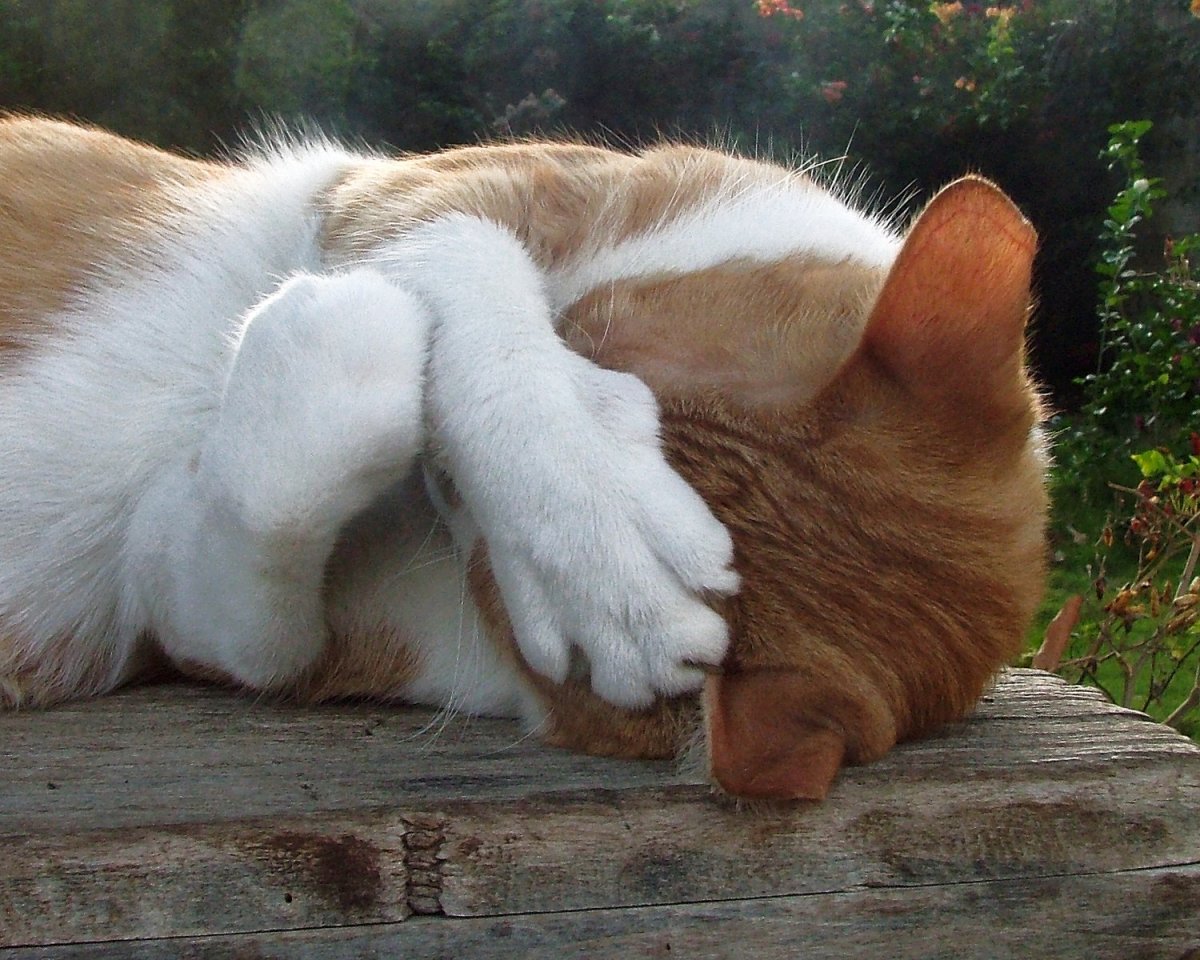 Почему кошки топчут нас лапками и мнут одеяло