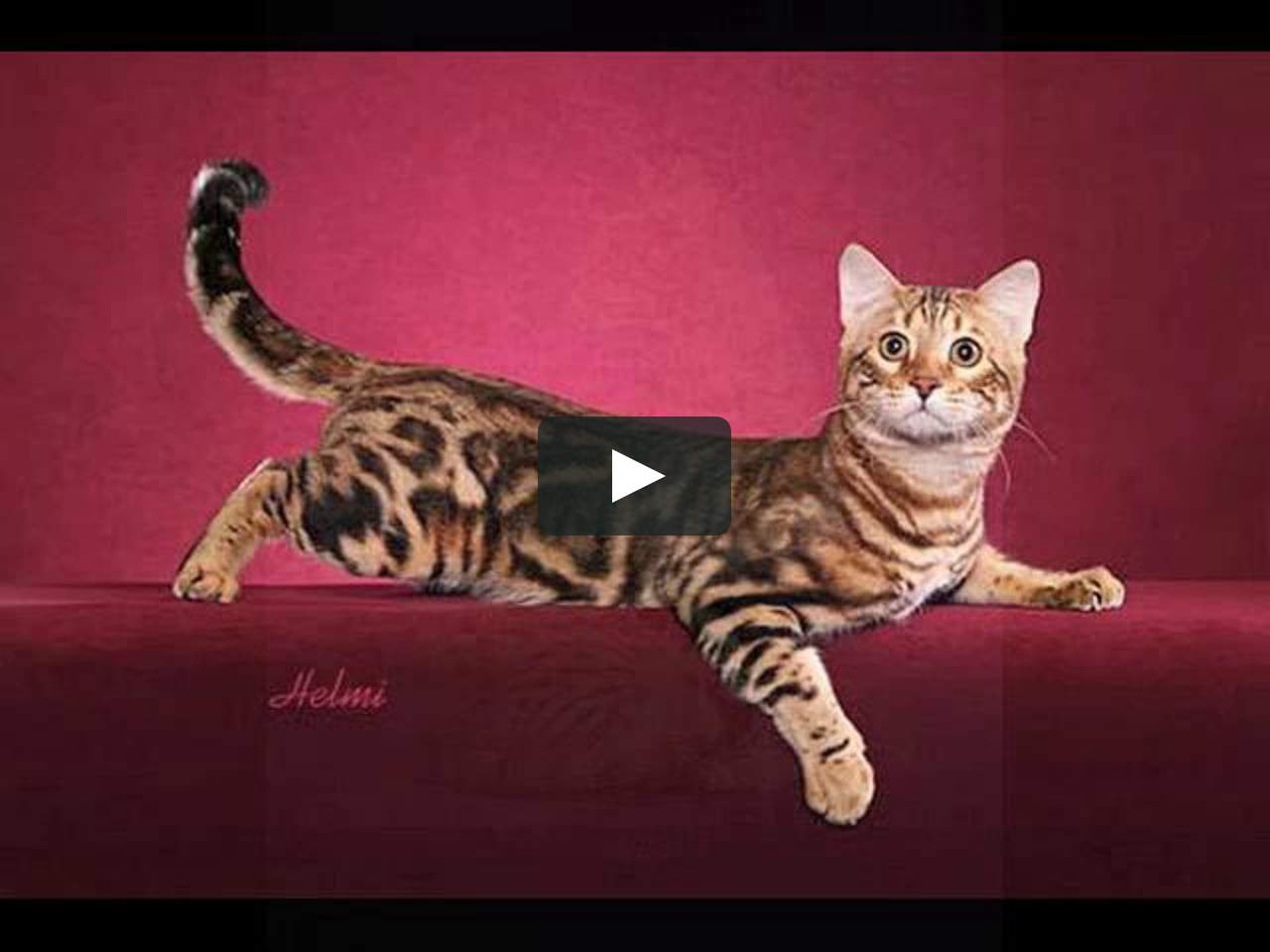 Характер и повадки уссурийской короткошерстной кошки