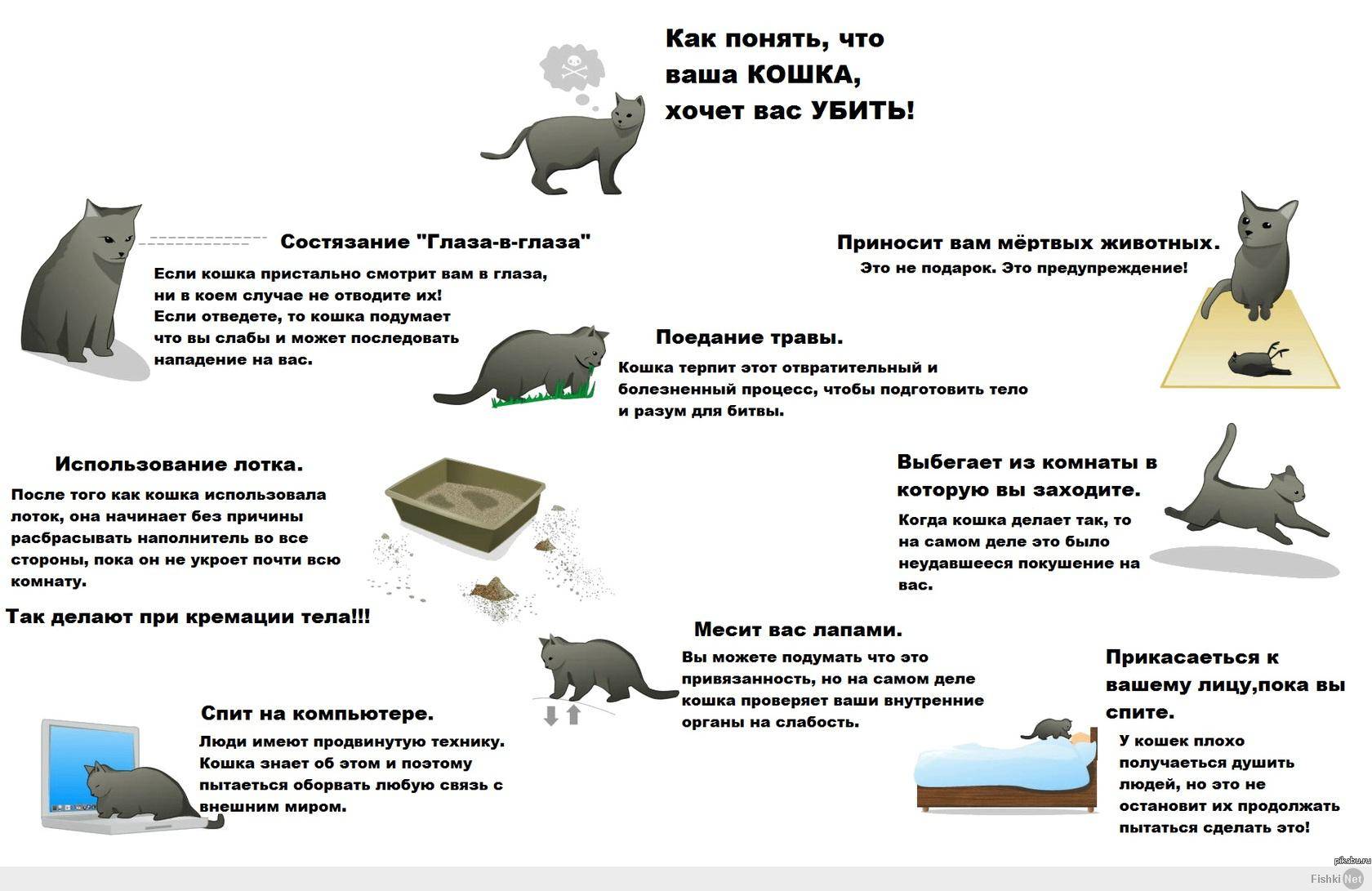 ᐉ как узнать что кот заболел, как понять что болит у кошки? - zoomanji.ru