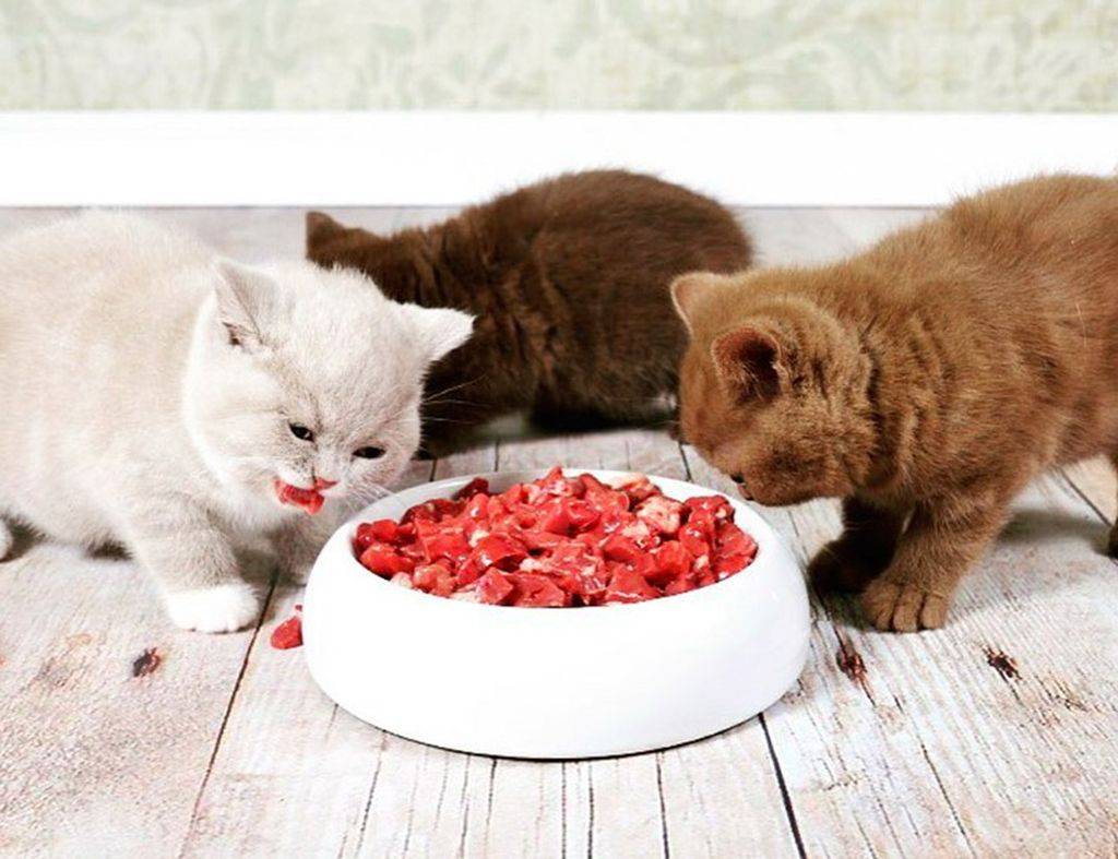 Можно ли кошкам и котам сырое мясо и другие сырые продукты?