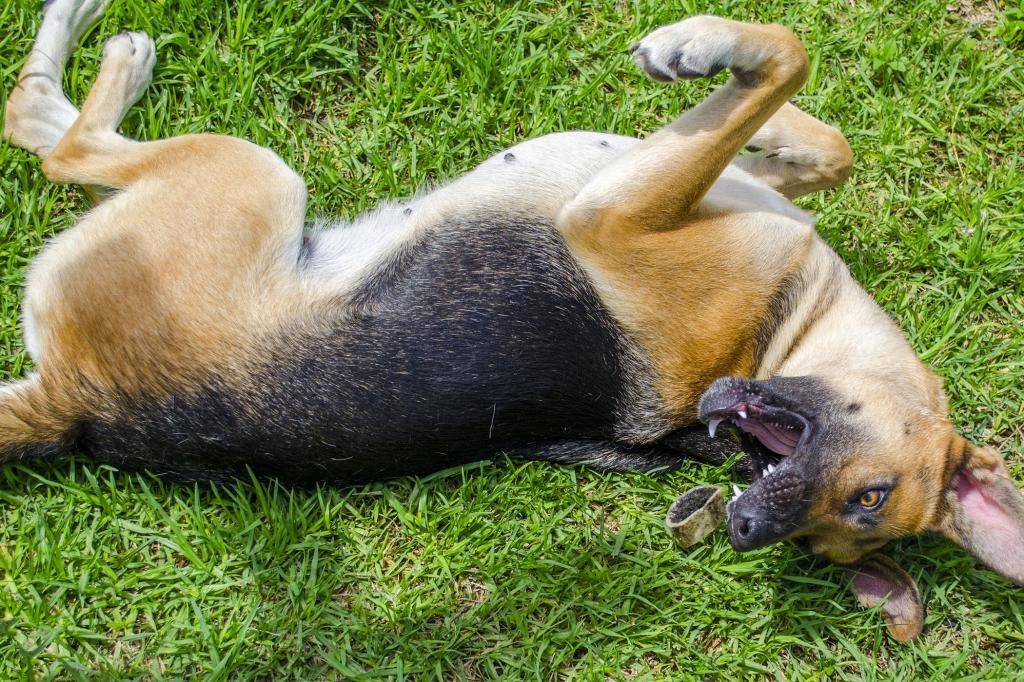 Что делать если пена изо рта у собаки: причины, как помочь - zoosecrets