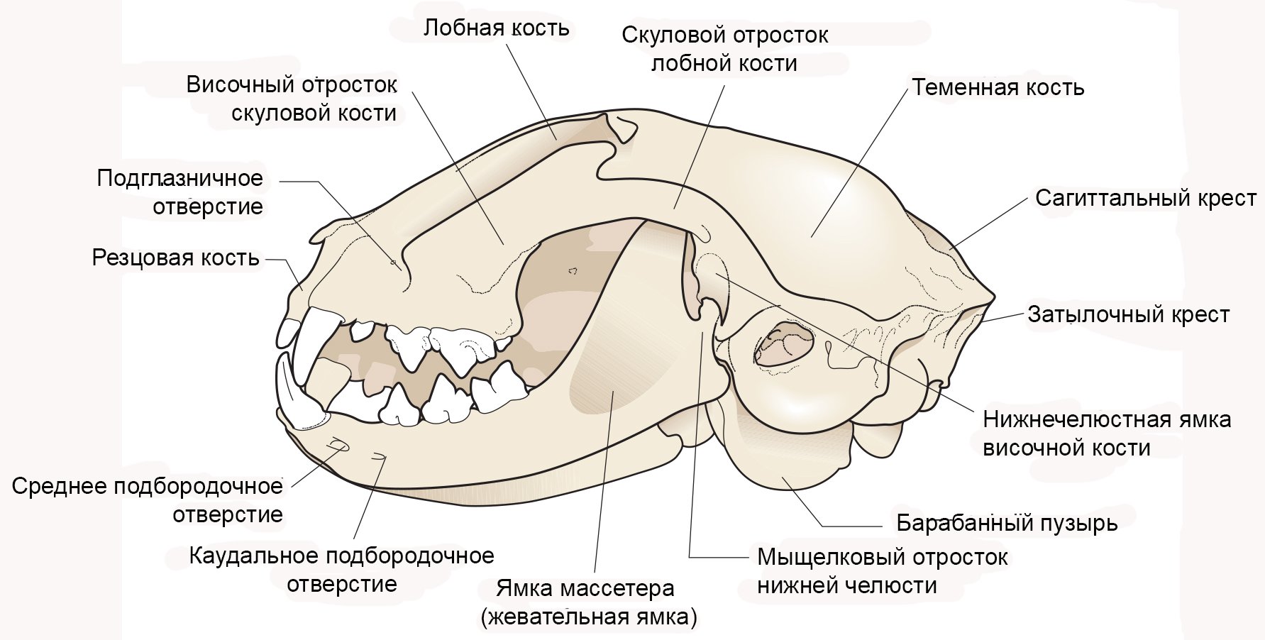 Отросток мозга 4. Строение костей черепа кошки. Сагиттальный гребень черепа. Кости черепа собаки схема. Череп кошки вид сбоку и снизу.