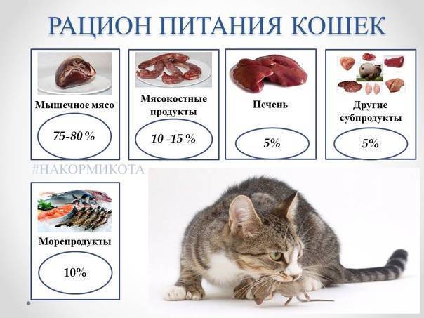 Нормы корма для кошек: сколько корма нужно кошке