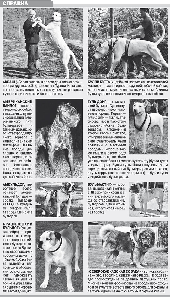 Введение перечня потенциально опасных пород собак правительством рф: список пород, требования к владельцам и ответственность
