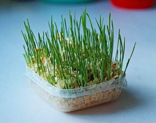 Как выращивают траву для кошек на продажу. как называется трава для кошек, как ее посадить и вырастить. выращивание травки в домашних условиях - новая медицина