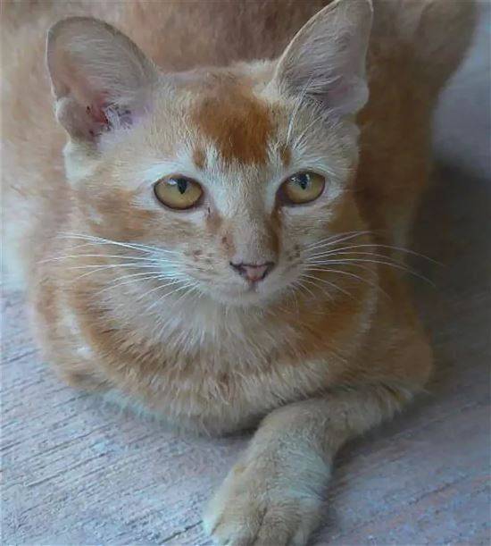 Цейлонская кошка, фото, кормление цейлонской кошки, внешний вид, характеристика породы, уход, внешний вид