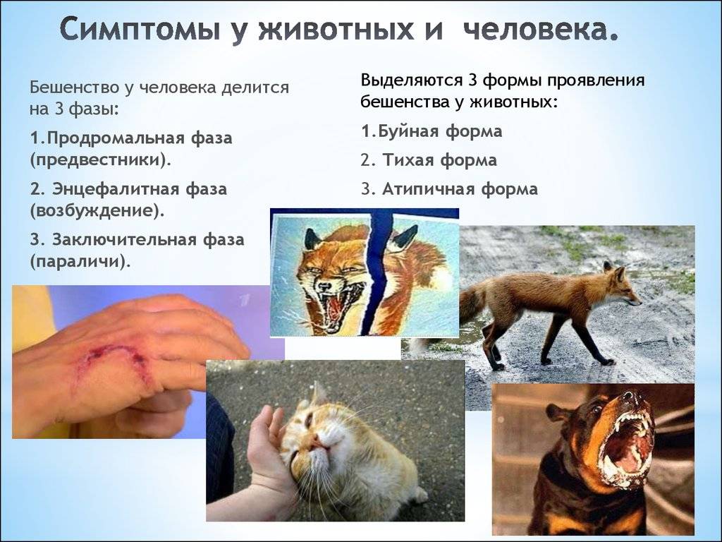 Примеры заболеваний животных