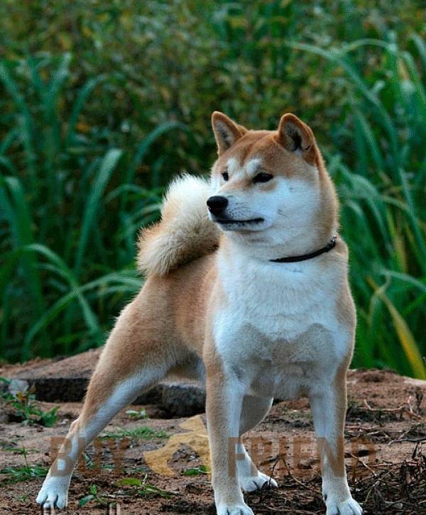Сиба-ину: фото как выглядит питомец породы шиба в 4 месяца с человеком, окрас японской собаки и бывает ли карликовая