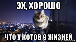 Кот проживает 9 жизней. У котов 9 жизней. Почему у котов 9 жизней. Плчниу у котов 9 жизней. Коты мемы.