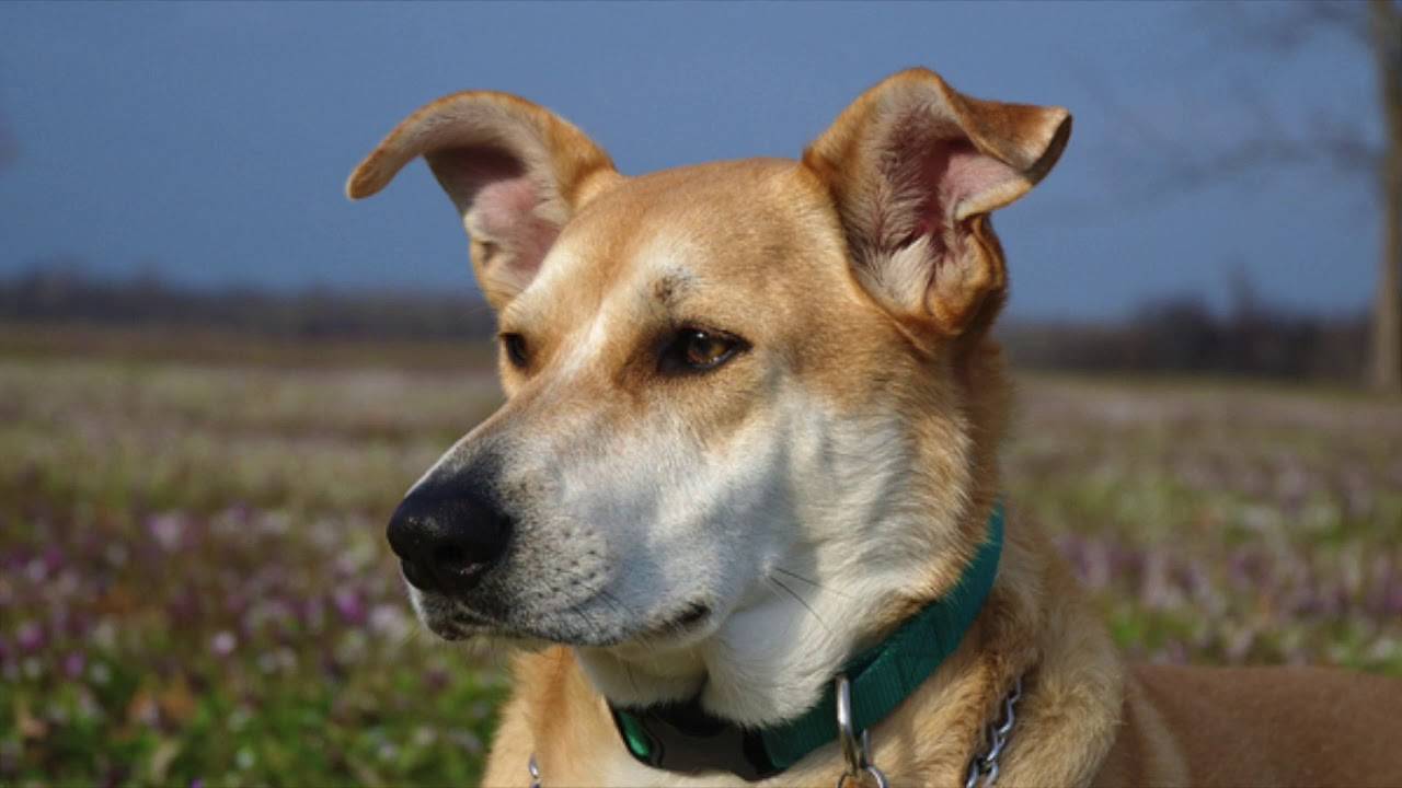 Анатолийская овчарка – карабаш: фото, правильный уход, характер собаки