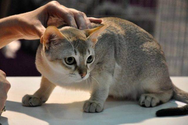 Самая маленькая кошка — сингапурская