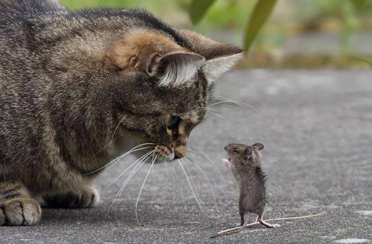 Какие кошки ловят мышей лучше других. как кошки ловят мышей.