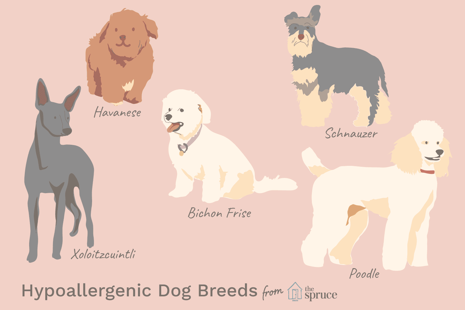 Породы гипоаллергенных собак: список, фото и видео