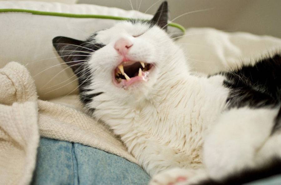 Почему кошки зевают, зевающие коты