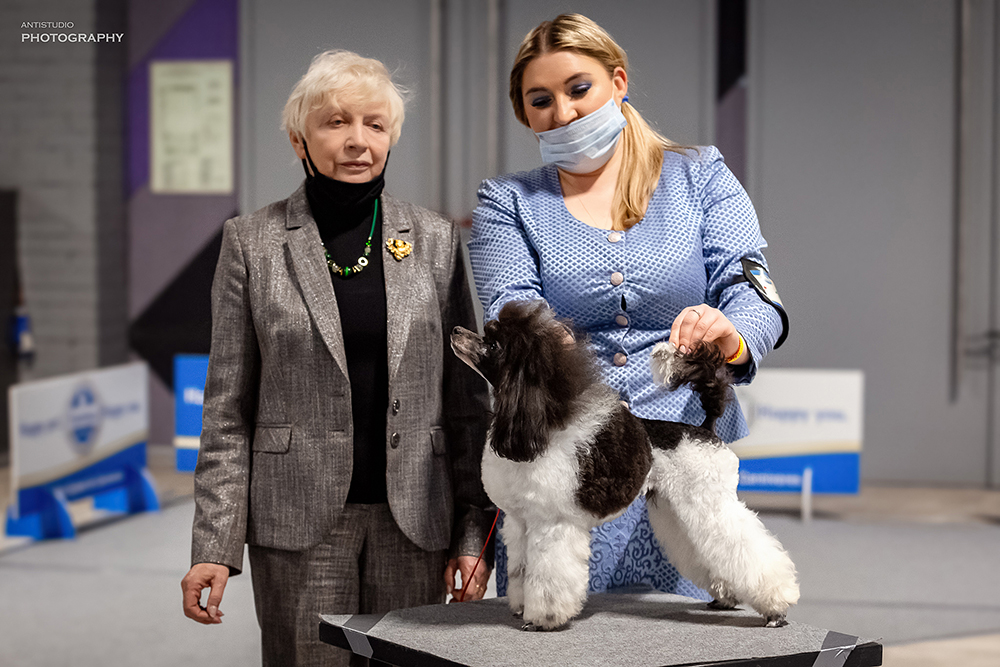 Wds2016 moscow | всемирная выставка собак world dog show 2016 (wds 2016)