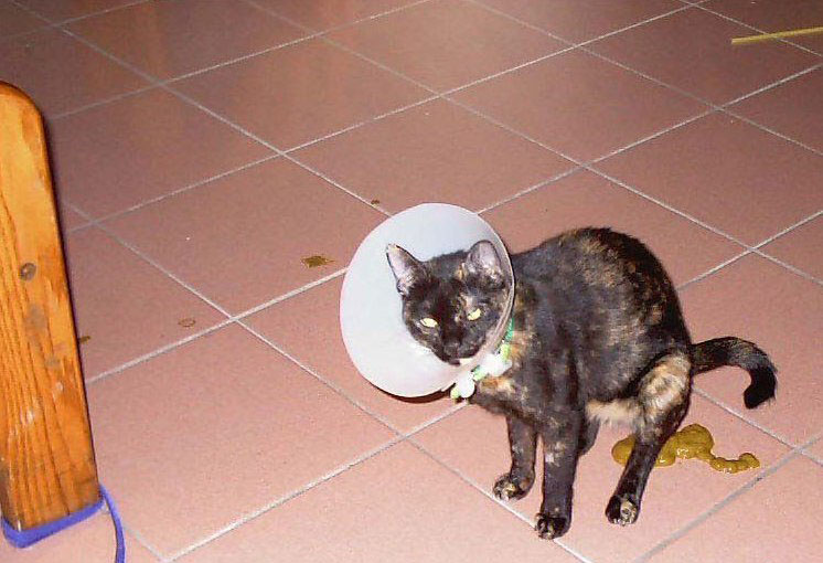 Рвота желчью у кошек. ветеринарная клиника "зоостатус"