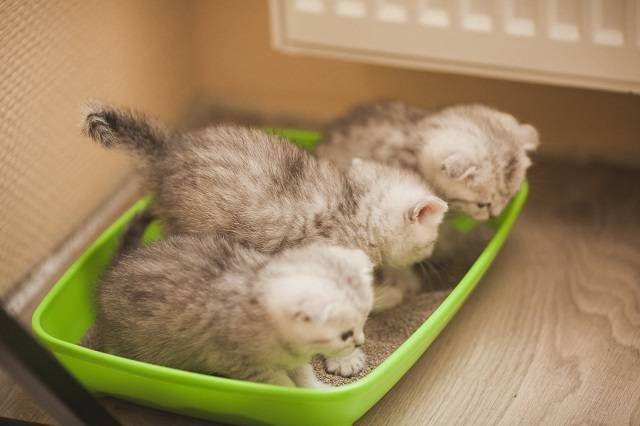 Как выкормить, вырастить и ухаживать за новорожденным котенком?