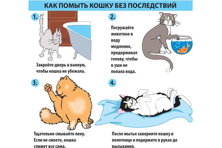 Как помыть маленького котёнка первый раз: когда начинать, как правильно купать