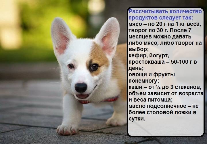 Как выглядит японский хин: описание особенностей питомца и как правильно ухаживать + отзывы владельцев