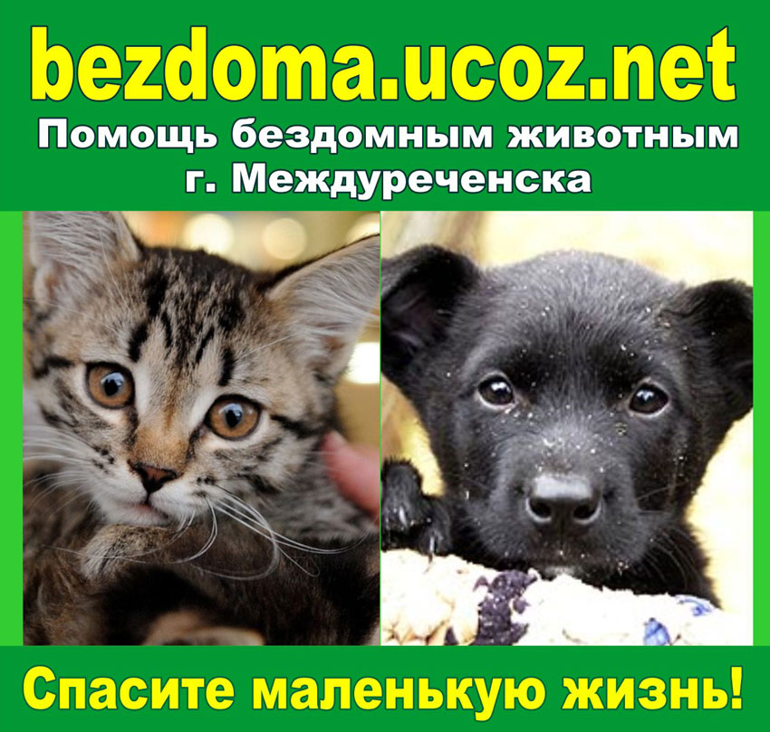 Ищутся добрые руки: куда можно отдать кошку