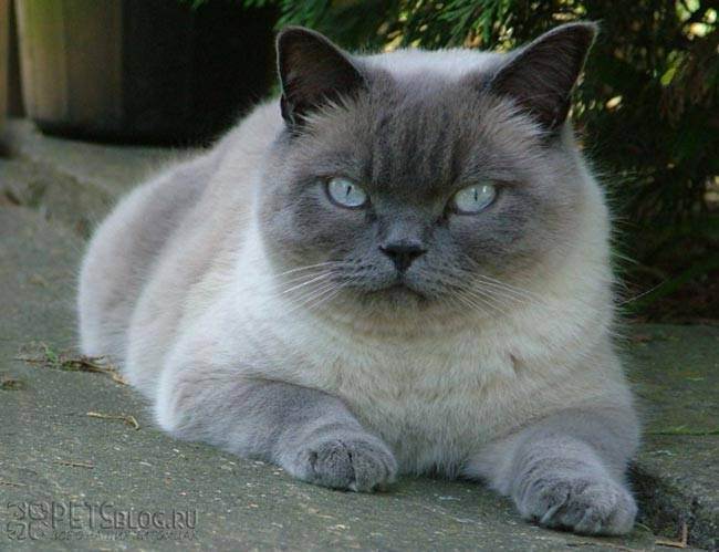 Все, что нужно знать о характере и повадках британских кошек