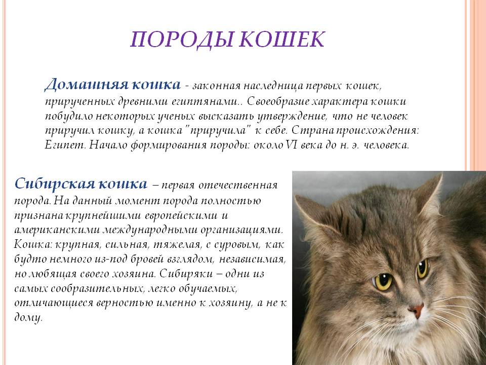 Описание породы анатолийская короткошёрстная кошка