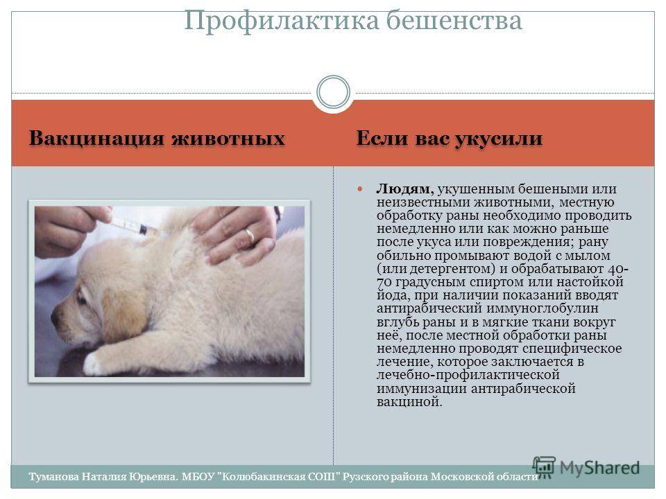 Бешенство у человека