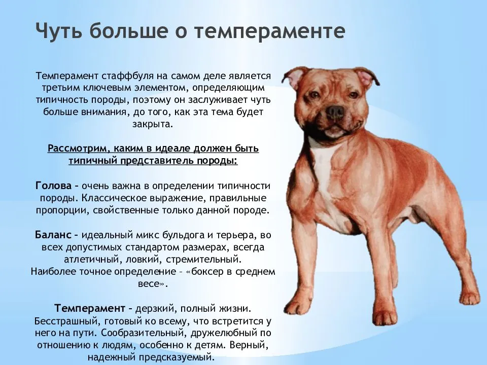 Порода собаки бультерьер: характеристики, фото, характер, правила ухода и содержания
