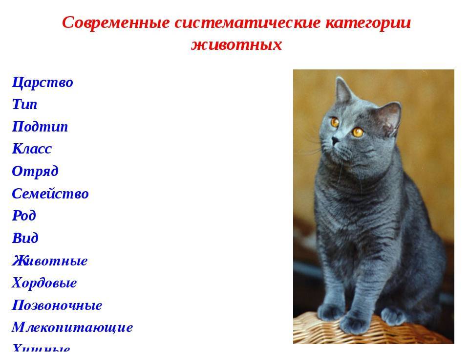 История происхождения кошки