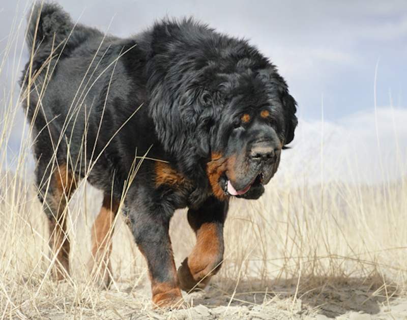 Характеристика собак московская сторожевая, метисы и сравнение с похожими породами
