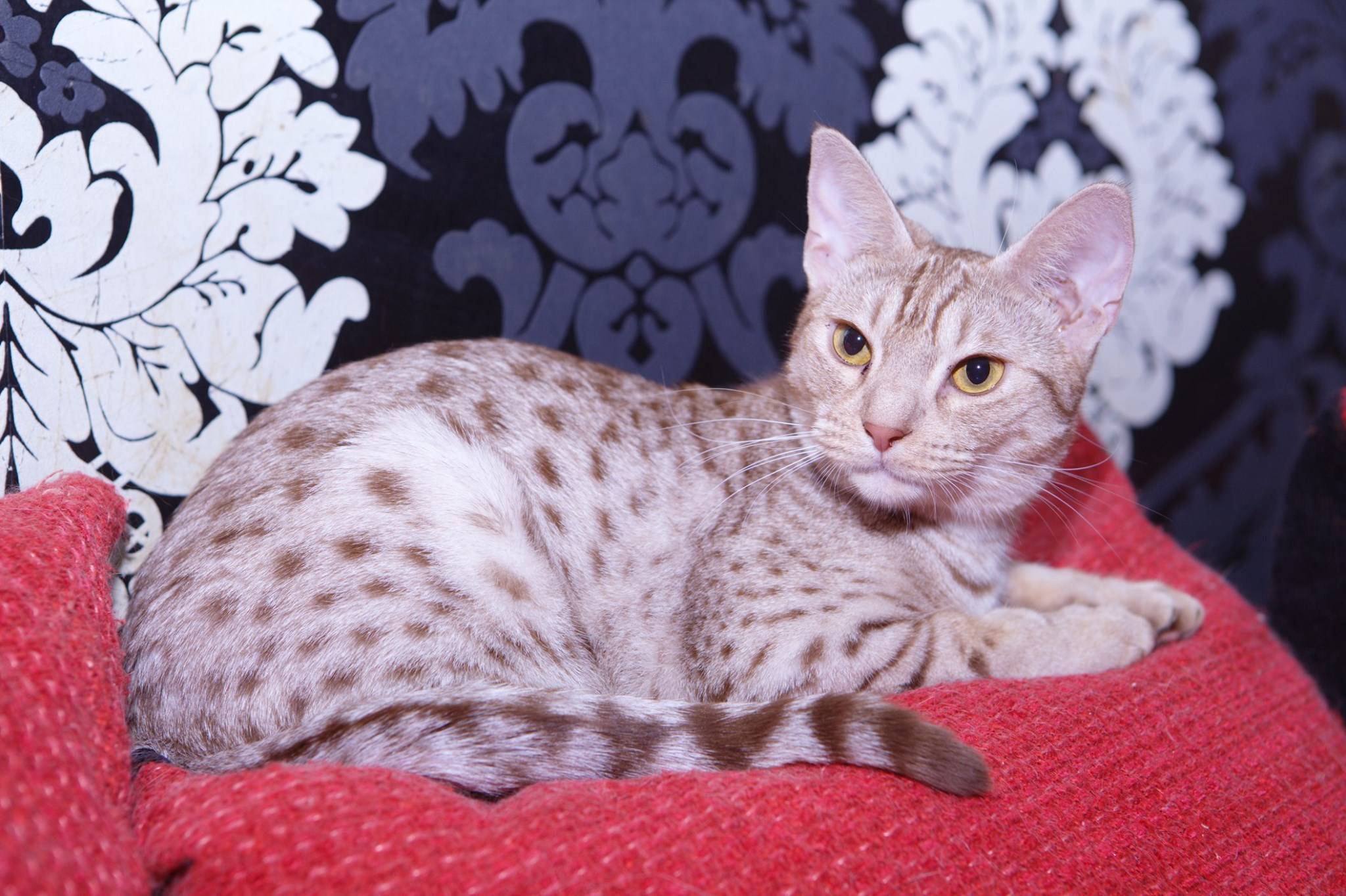 Оцикет кошка: фото и описание породы, характер кота, содержание и уход