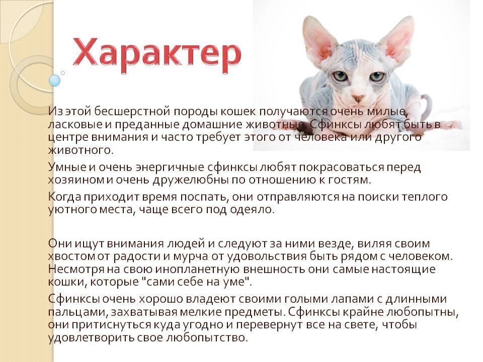 Анатолийская кошка: фото, описание, окрас, характер, стандарт породы