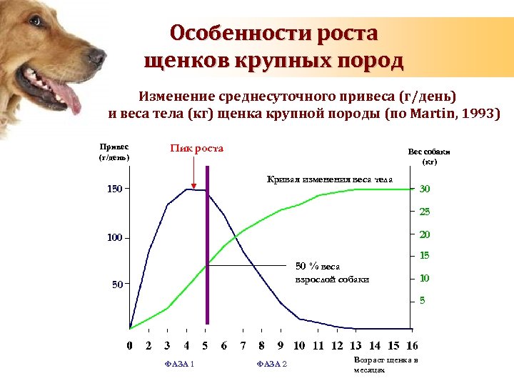 Продолжительность жизни собаки породы шарпей