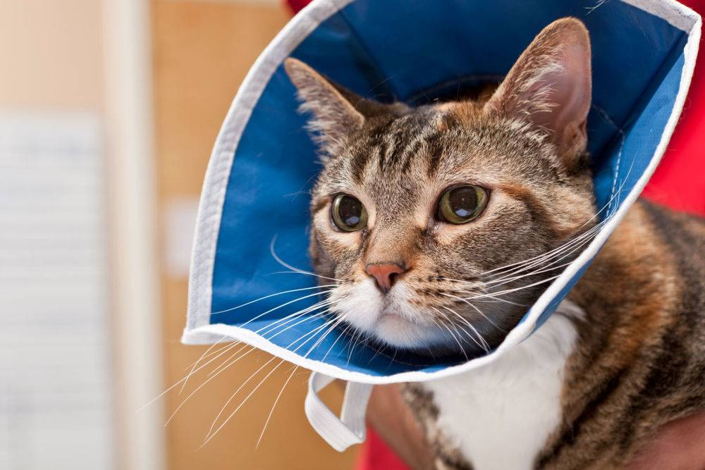 ᐉ сколько носить воротник после кастрации кота: ошейник для кошек после операции - zoomanji.ru