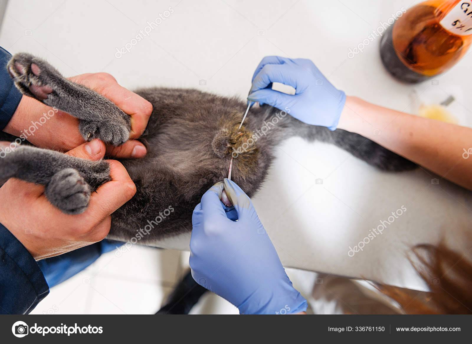 Когда снимать швы после стерилизации кошки