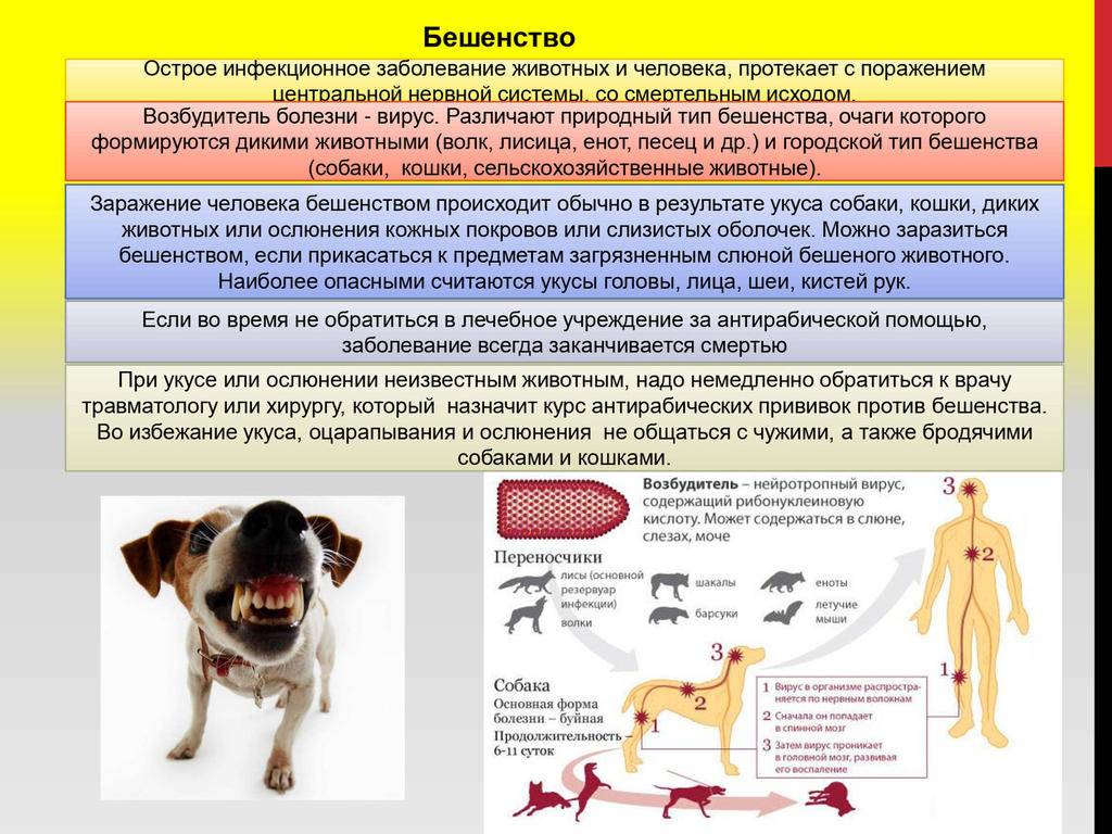 Бешенство