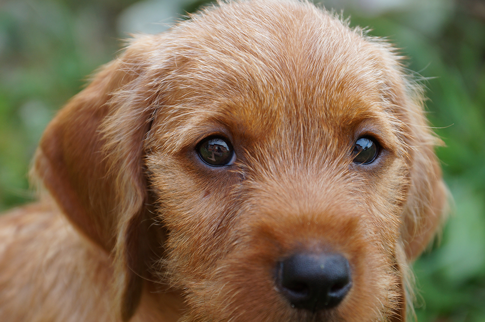 Собака бассет хаунд: описание породы, характеристики и характер.