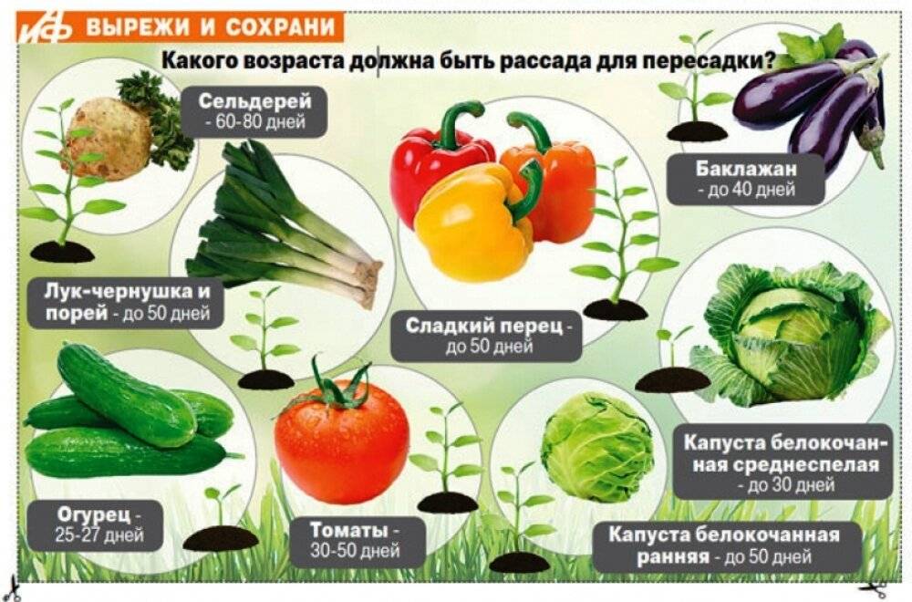 Овощи для собаки – советы и рекомендации