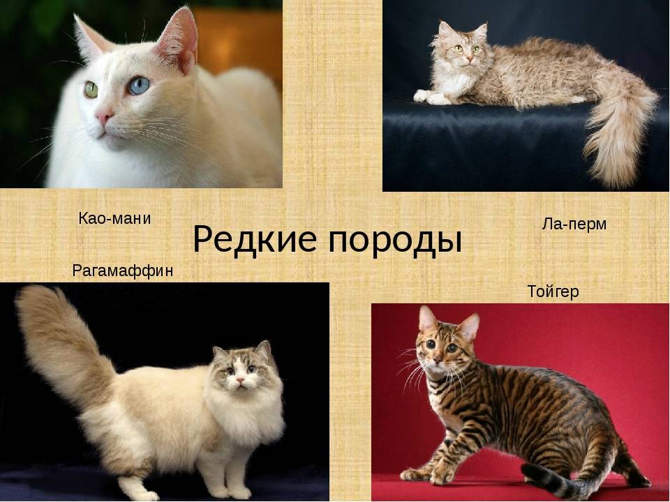 Распространенные породы