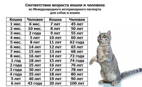 Возраст кошек и котов по человеческим меркам: таблица соотношения с человеком, как посчитать