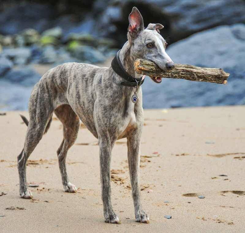 Австралийский хилер собака. описание, особенности, цена и уход за породой австралийский хилер