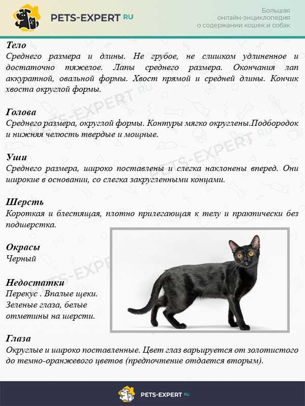 Бомбейская кошка: фото, описание, цена, сколько живет и чем питается, здоровье, болезни кошки
